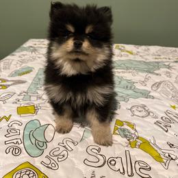 Baxter - Blk n tan - Black and tan male Pomeranian puppy in Minooka, Illinois from Sheree’s Pomeranians