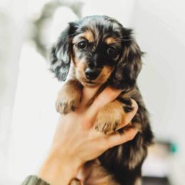 Dachshund Puppies from Doxie View Acres