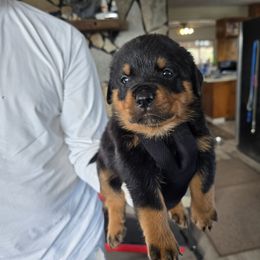 Chomper - Black and mahogany male Rottweiler puppy in Salt Lake City, Utah from Snubnose Rottweilers LLC