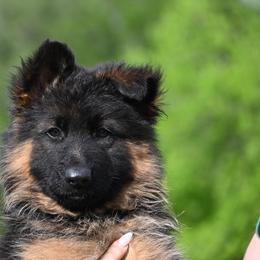 Roxy - Black and red female German Shepherd puppy in Azle, Texas from Nuckols-Alsup Canines German Shepherds