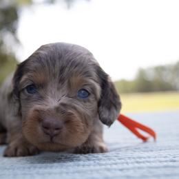 Beanie - Dapple female Dachshund puppy in Excel, Alabama from CJ’s Little Palace