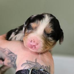Lynx - Blue merle female Australian Shepherd puppy in London, Kentucky from Kenmont Kennels
