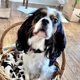 Cavalier King Charles Spaniels from Cavalier Kingdom San Diego