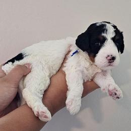 Baby Ruth - Black and white female Bernedoodle puppy in Decatur, Georgia from So Adoodable