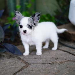 Chihuahua Puppies from Arizona Adventure Chihuahuas