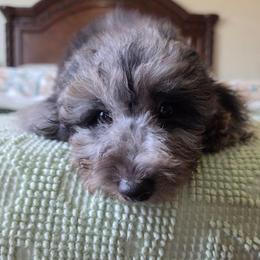 Romeo - Gray male Poodle puppy in Buffalo, Illinois from Pear Tree Pups
