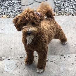 Aussiedoodles, Cavapoos, Cockapoos, and Pembroke Welsh Corgis from Cobbs Creek Canines