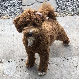 Aussiedoodles, Cavapoos, Cockapoos, and Pembroke Welsh Corgis from Cobbs Creek Canines