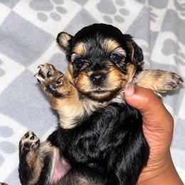 Mary Ann 2500 - Black and tan female Yorkipoo puppy in Gastonia, North Carolina from Banks Dynasty Kennel