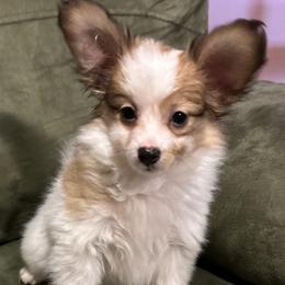 Papillon puppies from Desert Mountain Papillons