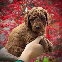 Black Collar Boy - Red  male Poodle puppy in Modesto, California from Dry Creek Poodles