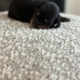 Abigail - Black and tan female Dachshund puppy in Vancouver, Washington from Cascade Minis