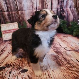 Wednesday - Black tri female Miniature Australian Shepherd puppy in Macomb, Missouri from Faunus Farms and Aussies