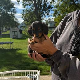June - Black and tan female Dachshund puppy in Mansfield, Ohio from Ohio House of Frenchies and Mini Dachshunds