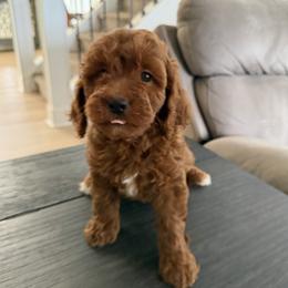 Titi - Red  female Goldendoodle puppy in Mint Hill, North Carolina from DoodleForever