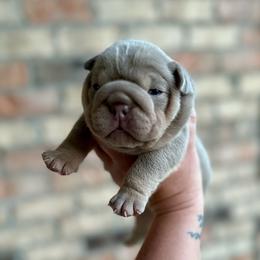Iris - Lilac tri-color female Bulldog puppy in Hernando, Mississippi from Blues City Bulldogs