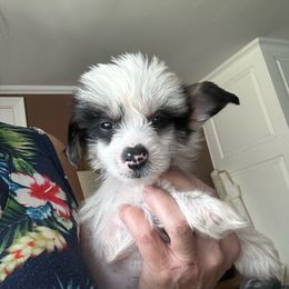 Boy 4 - Chinese Crested puppy from Ambush Kennel