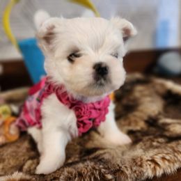 Maltese Puppies from My Precious pups