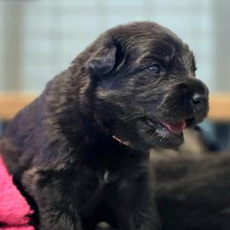 Han - Black and tan male Shiloh Shepherd puppy in Anza, California from Stunning Shiloh Shepherds