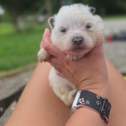 Edna - White female Pomeranian puppy in Chattanooga, Tennessee from Valley Poms