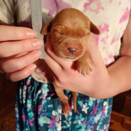 Gray - Dark golden male Golden Retriever puppy in Lanesboro, Minnesota from Eagle Ridge Golden Retrievers