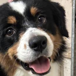 Rumor - Miniature American Shepherd