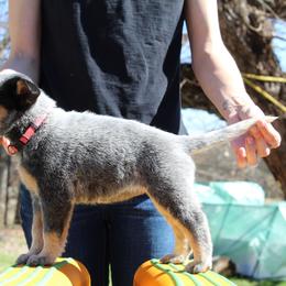 Ember - Pink - Blue female Australian Cattle Dog puppy in Colbert, Oklahoma from LoveAHeeler