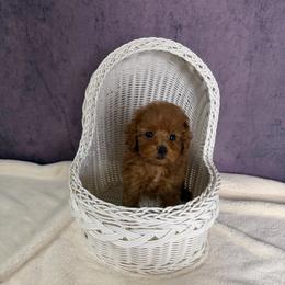 Lily(AKC) - Red  female Poodle puppy in Moreno Valley, California from Yanni's Poodle