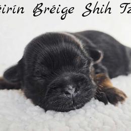 AKC Black & Tan Dobie Marked Female - Black and tan female Shih Tzu puppy in Las Vegas, Nevada from Beirin Breige Shih Tzus