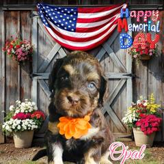 Assorted Doodle Crosses, Bernedoodle, Goldendoodle, and Labradoodle Puppies from Erica’s Doodles