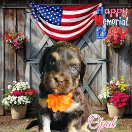 Assorted Doodle Crosses, Bernedoodle, Goldendoodle, and Labradoodle Puppies from Erica’s Doodles