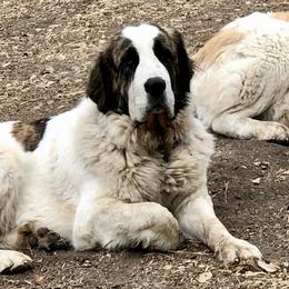 Kate - Pyrenean Mastiff