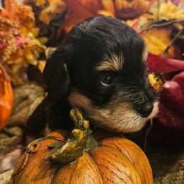 Beaux - Black and silver male Miniature Schnauzer puppy in Lumberton, Texas from 1 Smart Choice Schnauzers Babies