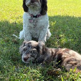 Claude - Merle male Cockapoo puppy in Lillington, North Carolina from Peace, Love, and Puppies at the Creek