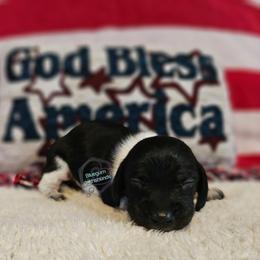 Black and tan pie 2 coat TBD - Piebald male Dachshund puppy in Herald, California from Bluegum Dachshunds
