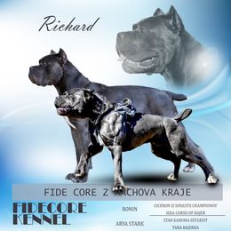 Cane Corso All Grown Up from FIDECORE