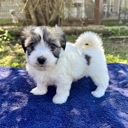 Maddy - Black and white female Coton de Tulear puppy in Mead, Oklahoma from Bar W Cotons