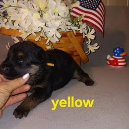 Yellow - Black and red female German Shepherd puppy in Gustavus, Ohio from Cross Kreek Kennels