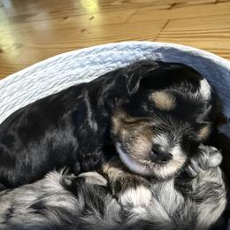 Banjo - Tri-color male Bernedoodle puppy in Pittsburg, Illinois from Doodles on Rock Creek
