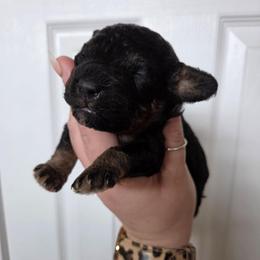 Milly - Black and tan female Cockapoo puppy in Galena, Illinois from Perry's doodles