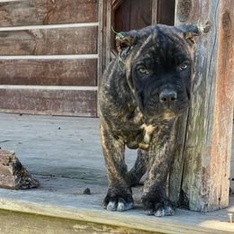 Jimi - Cane Corso puppy from Reverence Cane Corso