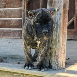 Jimi - Cane Corso puppy from Reverence Cane Corso