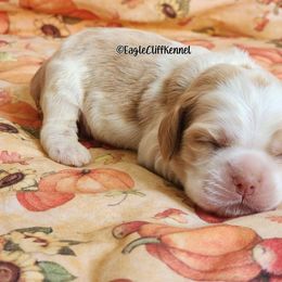 Red Collar - Red roan male Cocker Spaniel puppy in Stanford, Kentucky from Eagle Cliff Kennel