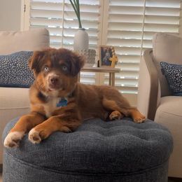 Gumbo - Miniature Australian Shepherd