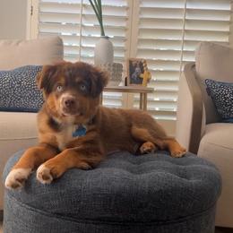 Gumbo - Miniature Australian Shepherd