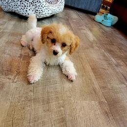 Frankie - Parti male Poodle puppy in Montrose, Pennsylvania from Tales Of Joy