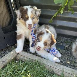 Girl 1 - female Australian Shepherd puppy in Eugene, Oregon from Sadie Blue's Willamette Valley Aussies