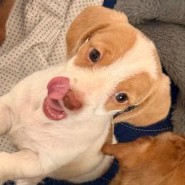 Girl 2 - Piebald female Dachshund puppy in Sunman, Indiana from Whitney’s Weiners