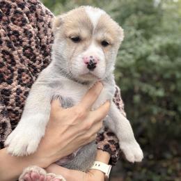 DARSTAN - Fawn male Central Asian Shepherd Dog puppy in Island City, Oregon from Alabaivalley