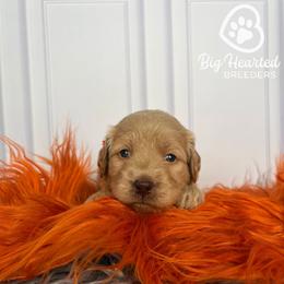 Pepper Potts - Cream female Companion Cross puppy in Utah County, Utah from Big Hearted Breeders